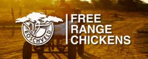 Boschveld Free Range Chickens